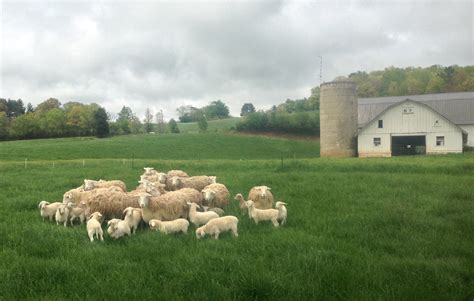 Lamb farm near me - We help farmers get a fair price for their hard work, while providing customers with quality fresh meat at a wholesale price. Our mission is to bring great-tasting meat to the consumer, direct from their local farmer …